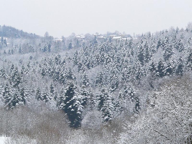 P1010784.jpg