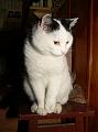 Maciek
