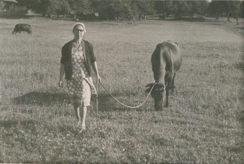 1960-1.jpg - Helena Gniady, kucharka podczas pasienia krowy ok. roku 1960